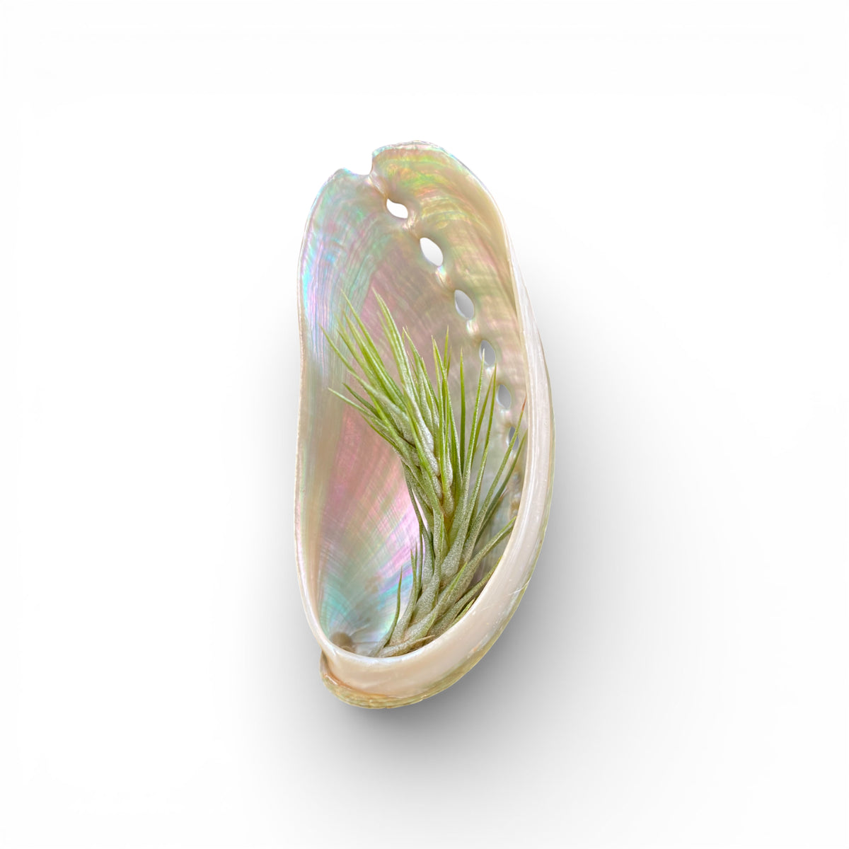 Abalone shell magnet with green air plant inside with white background