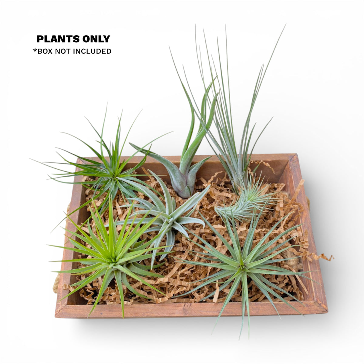 Air Plant Starter Bundle (7-Pack)