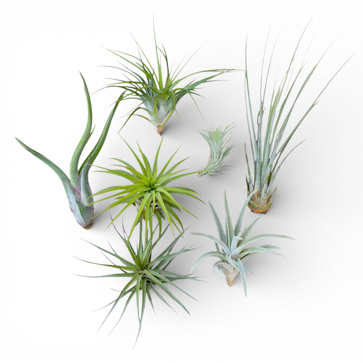 Collection of air plants on a white background