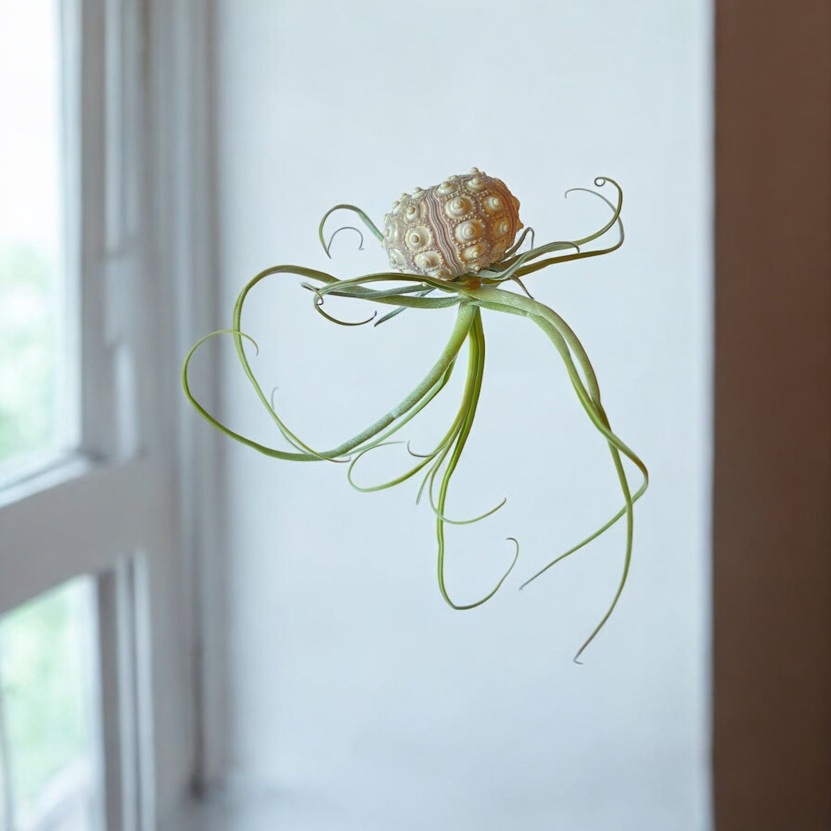 A hanging air plant display featuring a Sputnik Urchin shell with a green air plant
