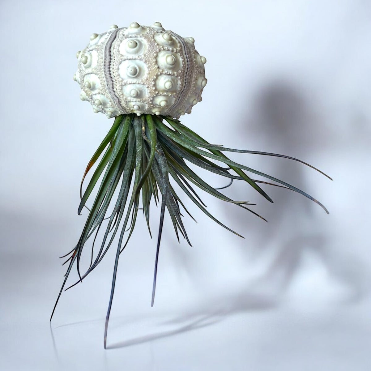 A hanging air plant display featuring a Sputnik Urchin shell with a green air plant