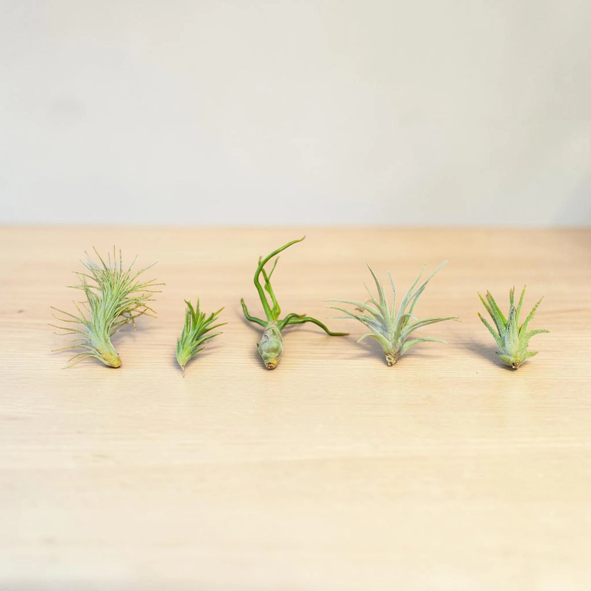 Mini Air Plant Variety Pack – 5 Different Tillandsia