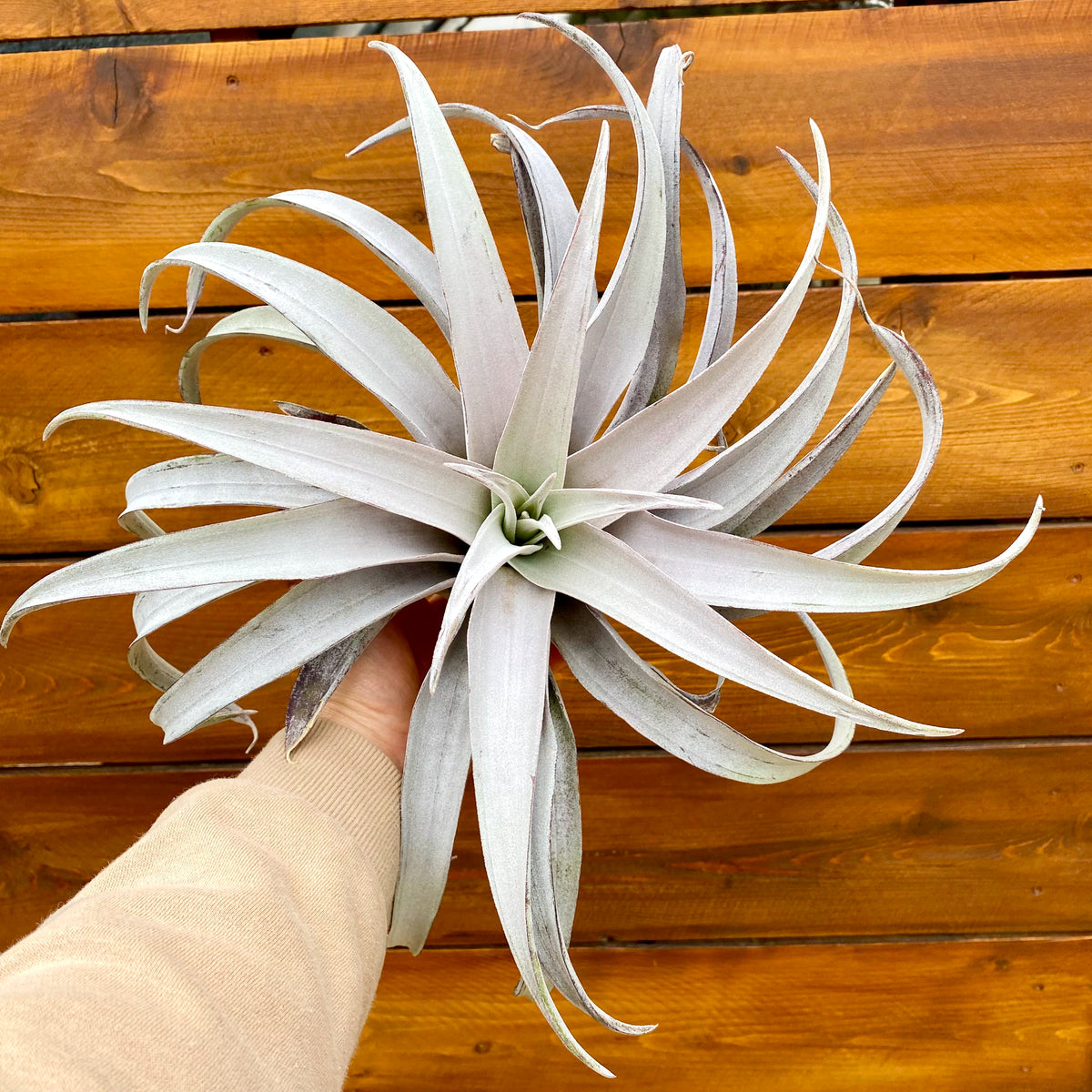 TIllandsia Chiapensis Gigantesco Air Plant
