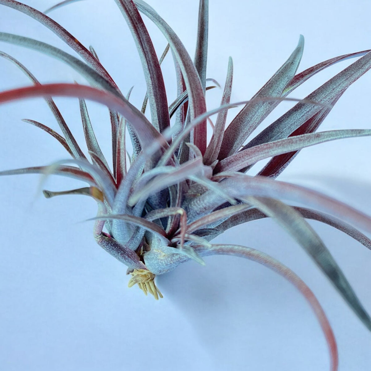A deep maroon colored Tillandsia Capitata v. Domingensis air plant against a white background.