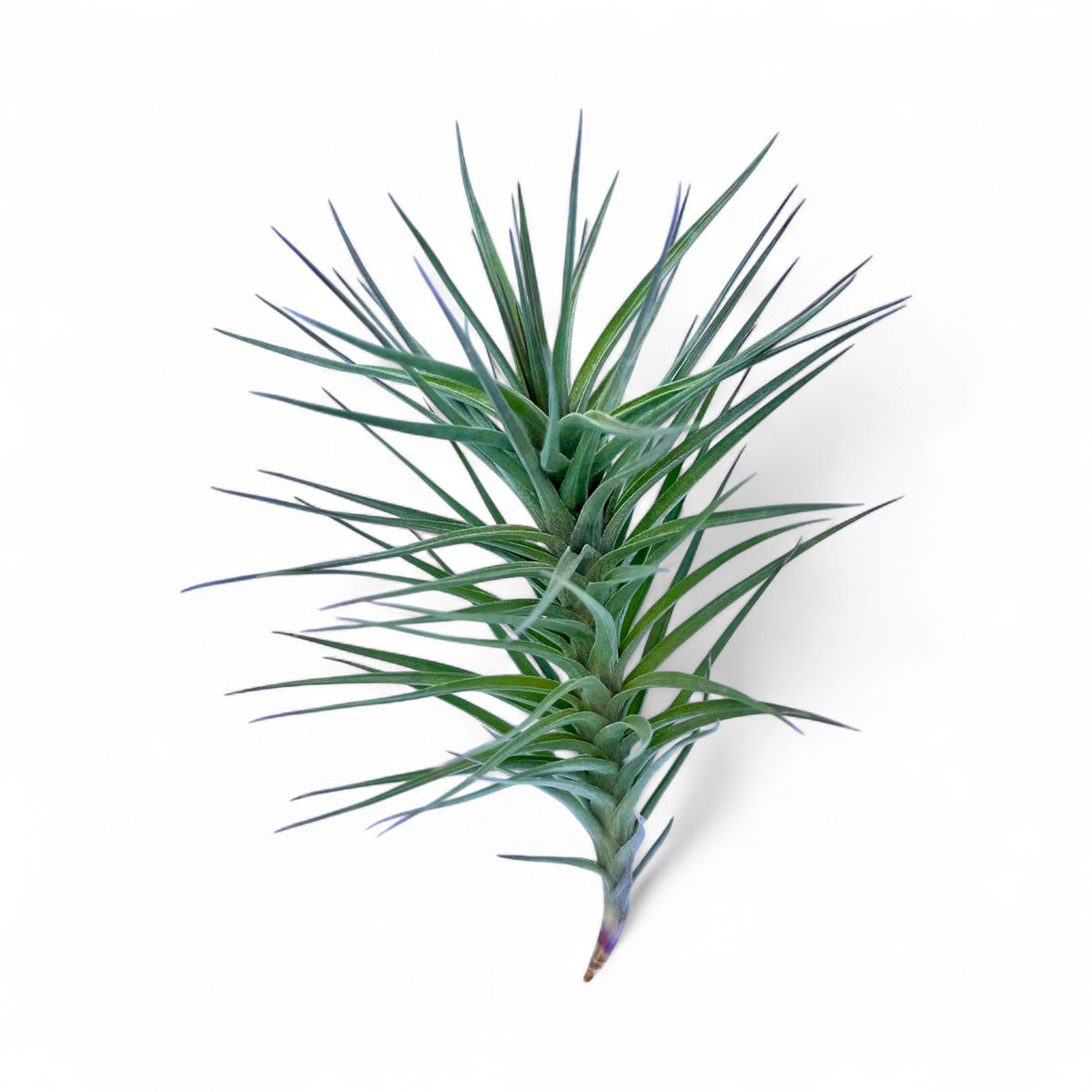Green air plant on a white background