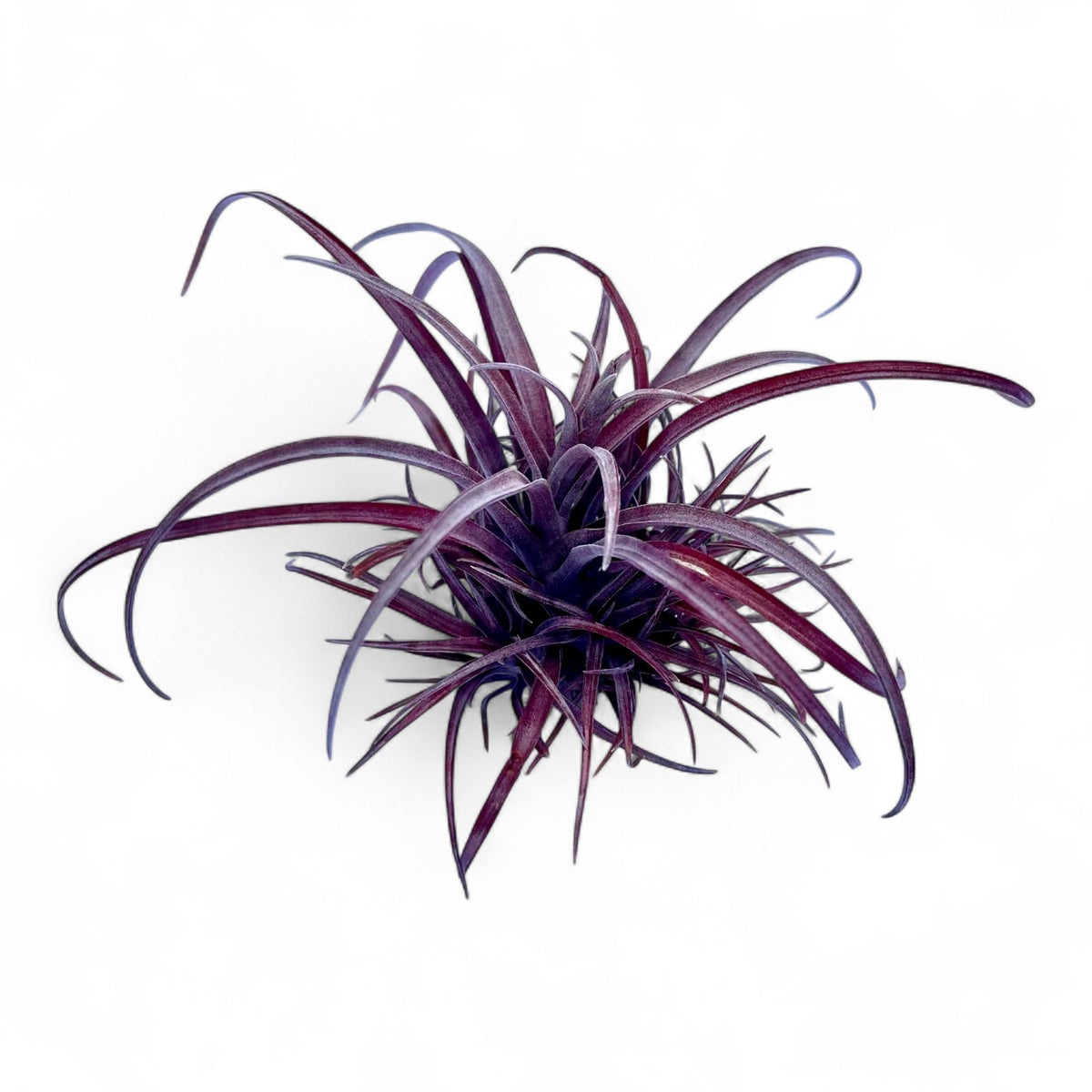 A deep maroon colored Tillandsia Capitata v. Domingensis air plant against a white background.