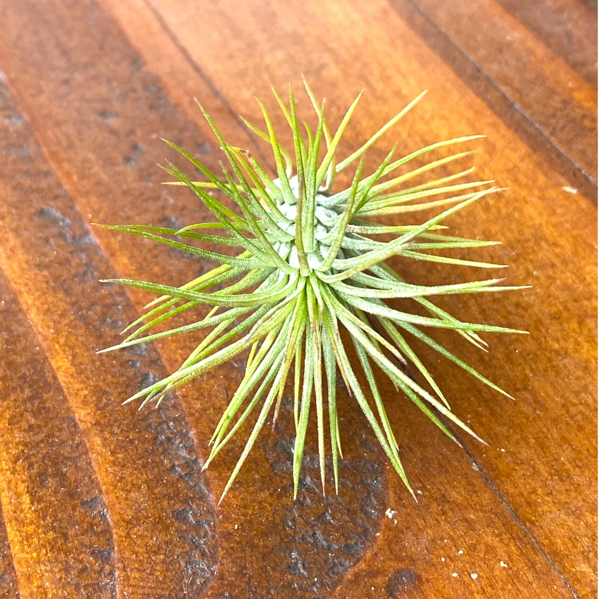 Green air plant on a wooden surface