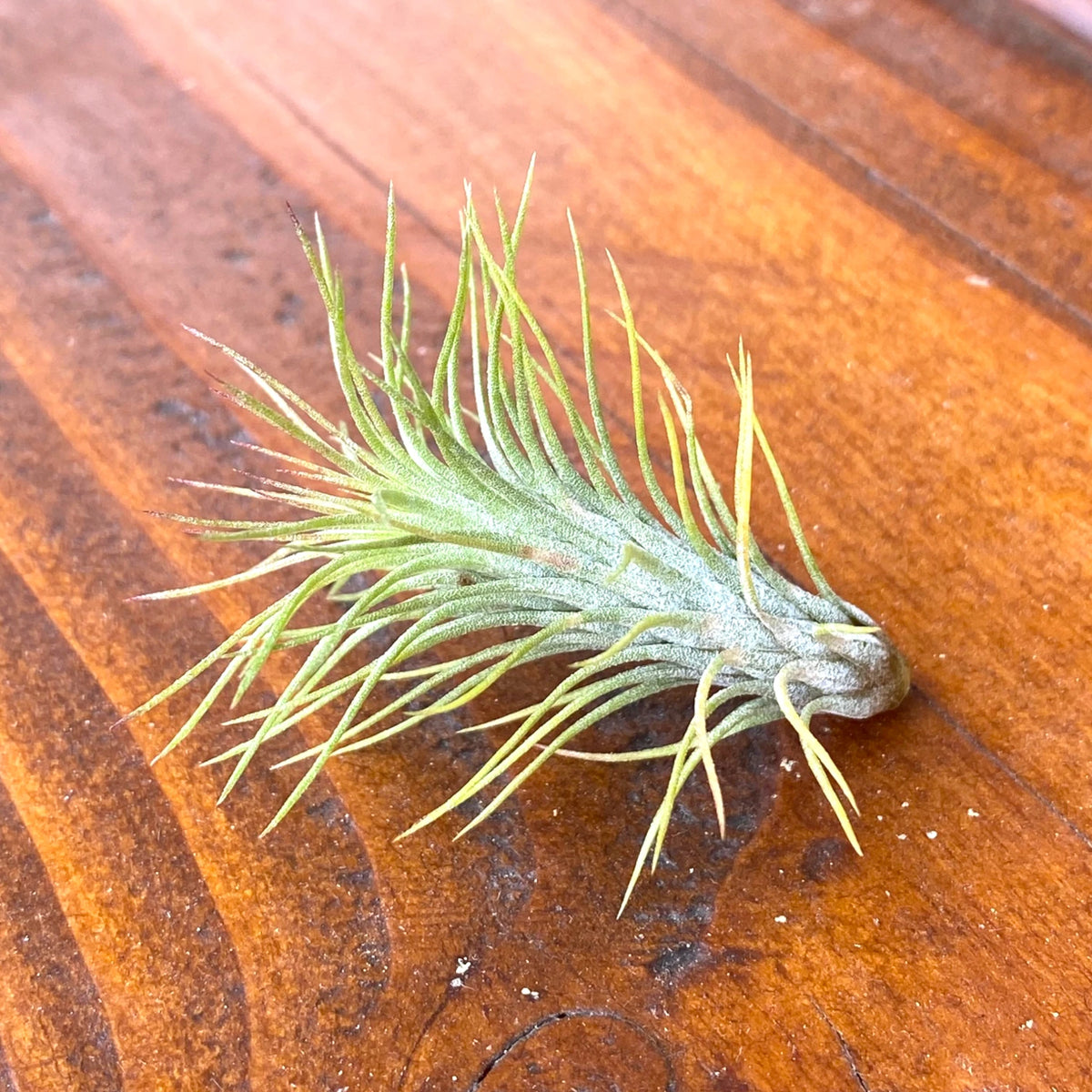 Tillandsia air plant on a wooden surface