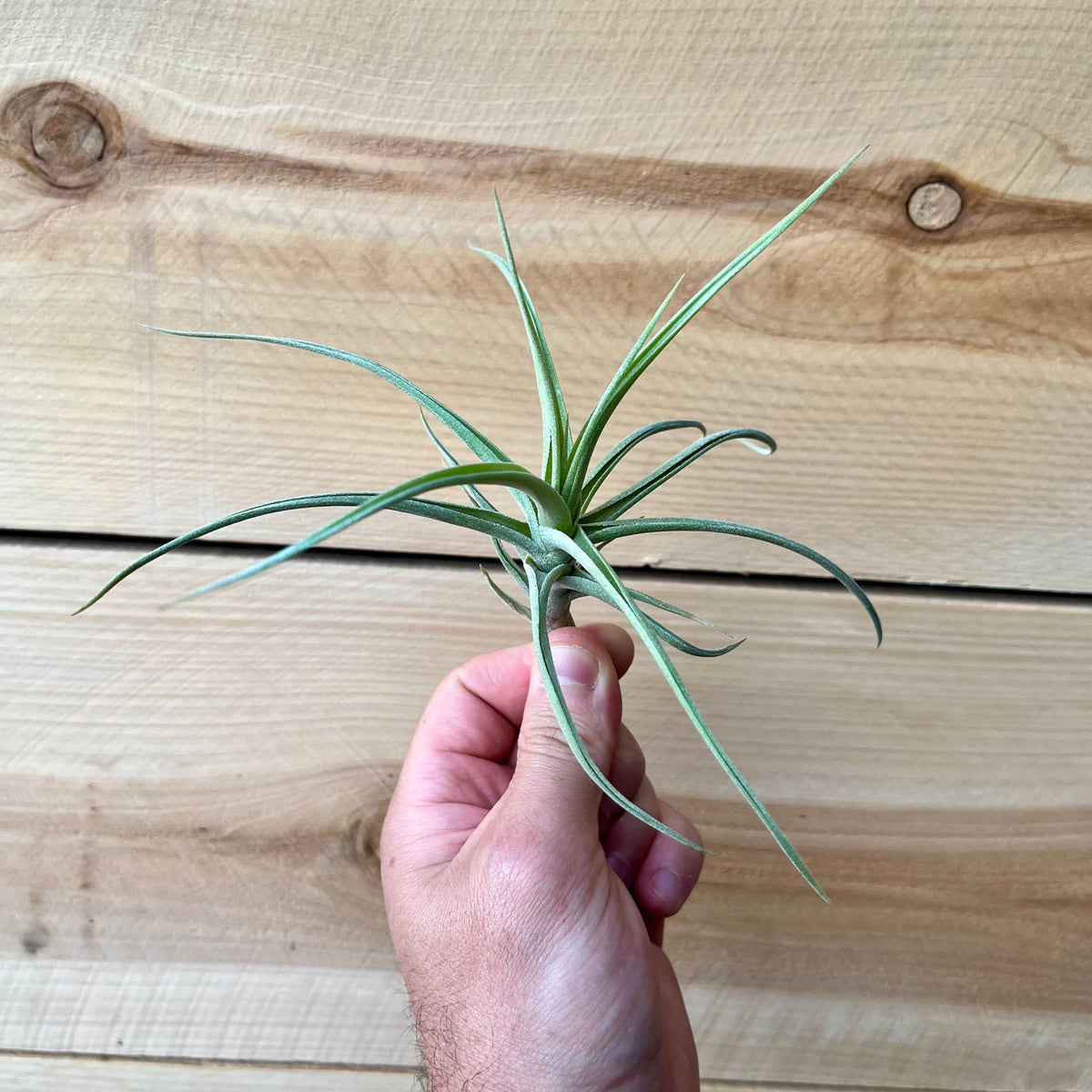 Hand holding a small plant against a wooden background
