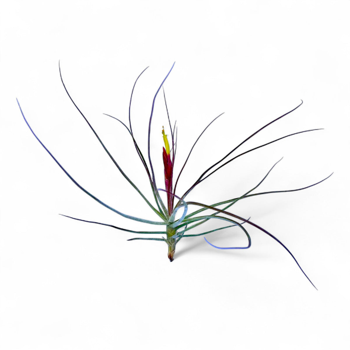 Tillandsia air plant with long, thin leaves on a white background