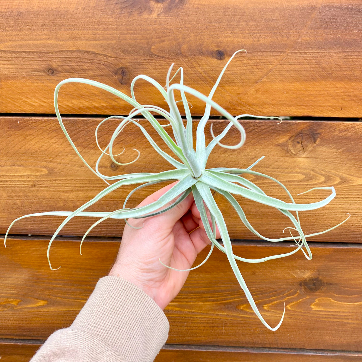 Hand holding a large air plant against a wooden background