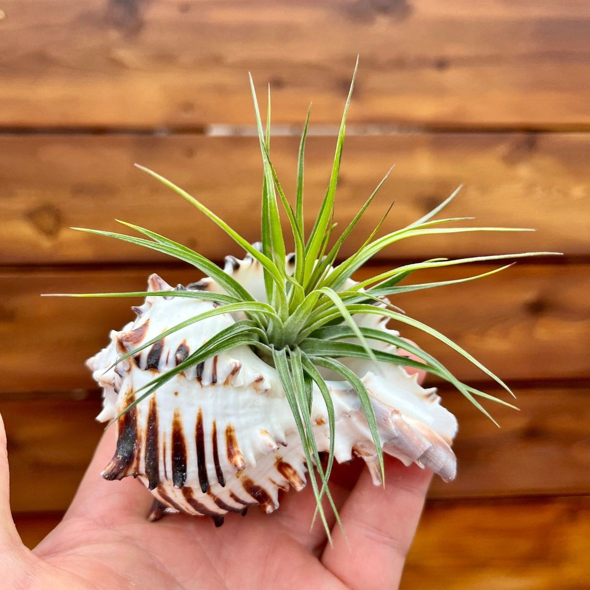 Black murex shell tillandsia air plant display coastal decor