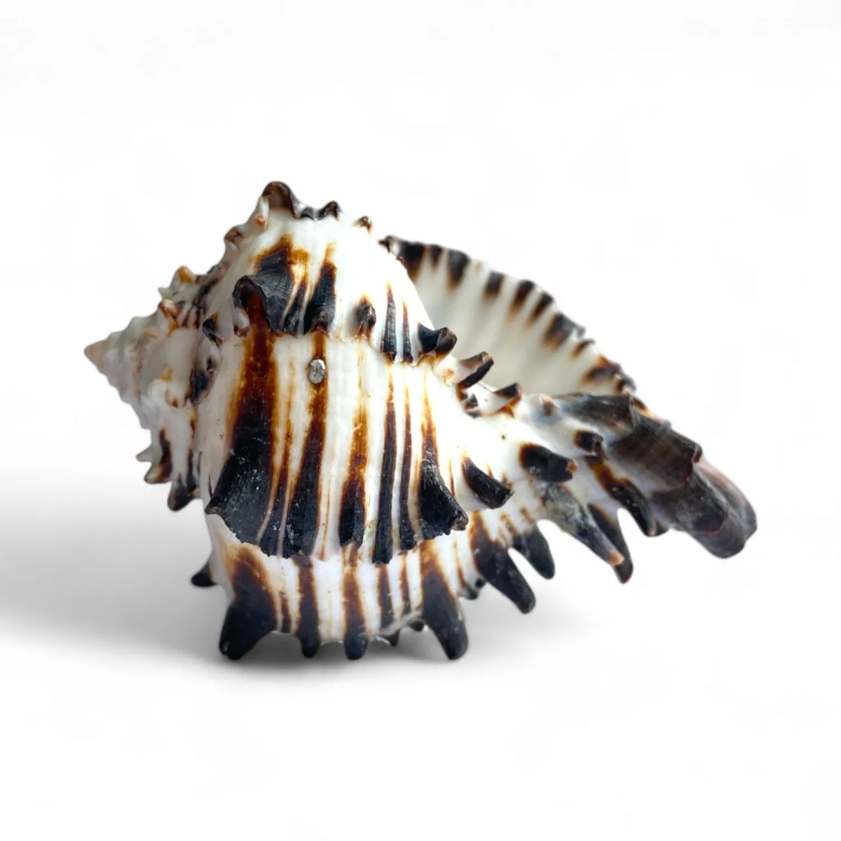 Black murex shell tillandsia air plant display coastal decor