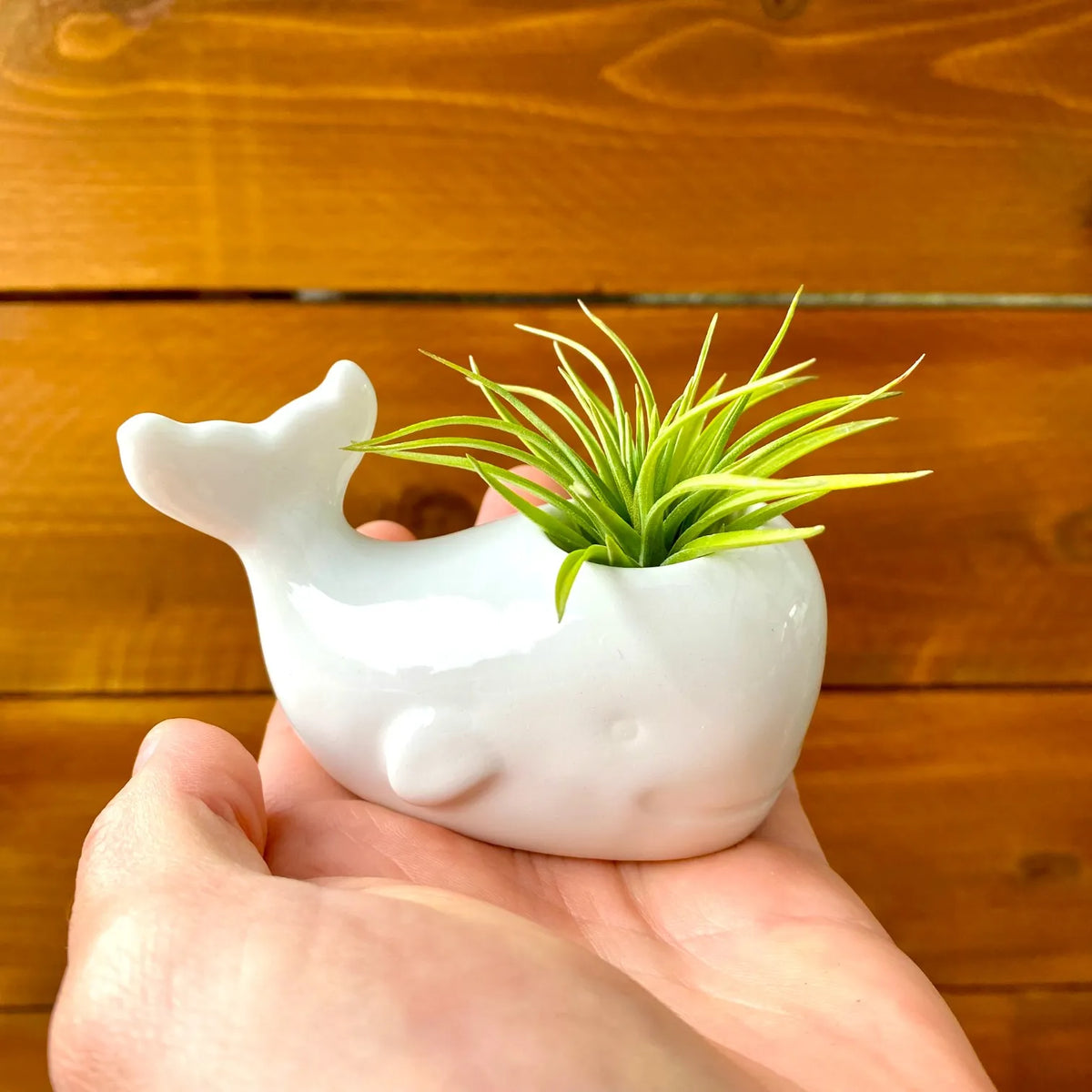 white ceramic whale tillandsia air plant display coastal decor