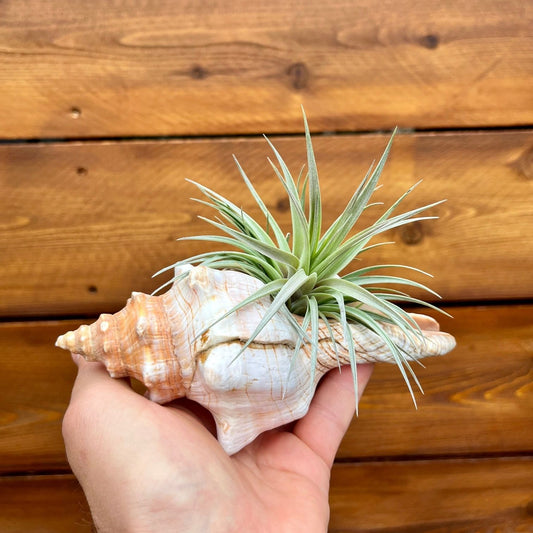Large Fox Shell tillandsia air plant display coastal decor