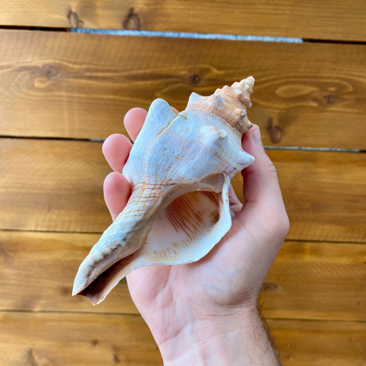 Large Fox Shell tillandsia air plant display coastal decor