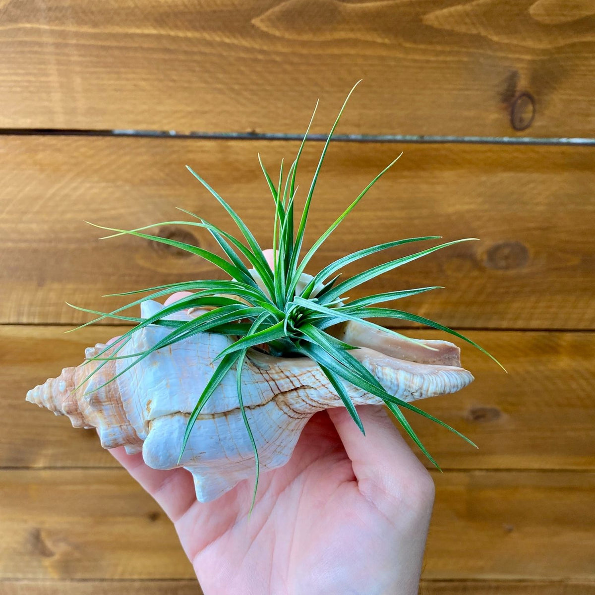 Large Fox Shell tillandsia air plant display coastal decor
