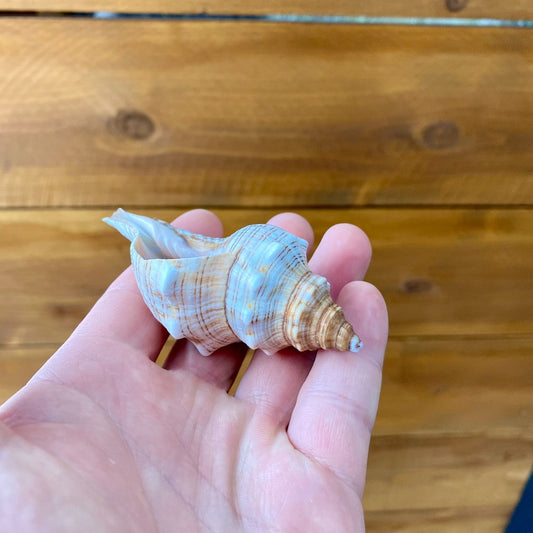 Small Fox Shell Tillandsia air plant display coastal decor