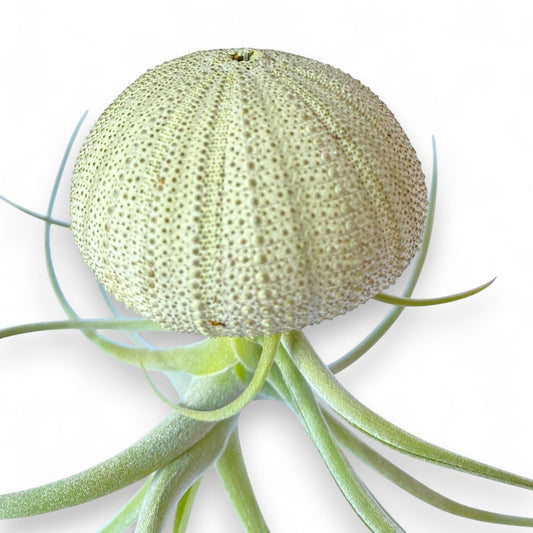 Hanging Air Plant Jellyfish (Green Urchin)