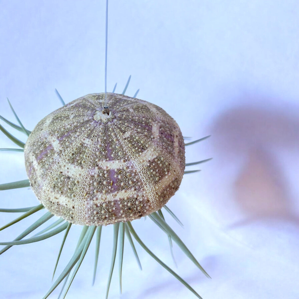 A hanging air plant jellyfish display with a brown Alfonso Urchin shell and green plant leaves against a white background.