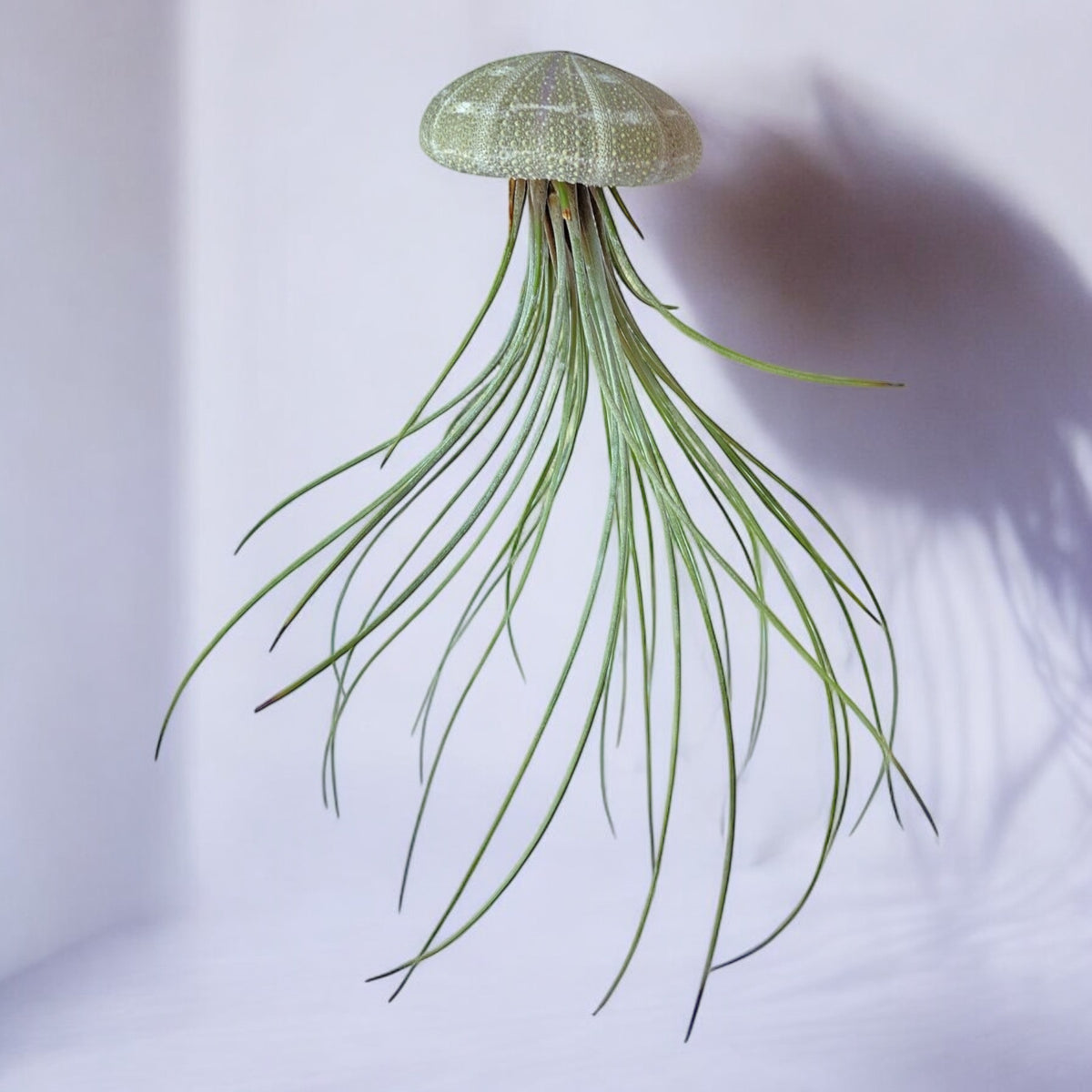 A hanging air plant jellyfish with a greenish shell and long green tentacles against a white background.