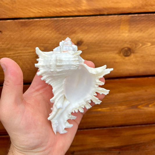 Medium white ramosa murex shell tillandsia air plant display coastal decor