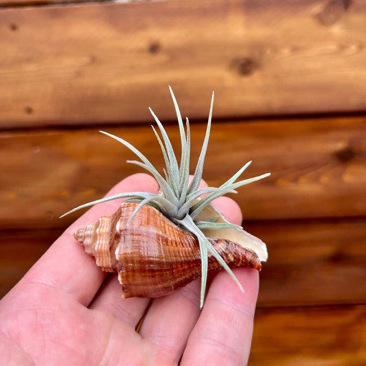 mini vole shell tillandsia air plant display coastal decor