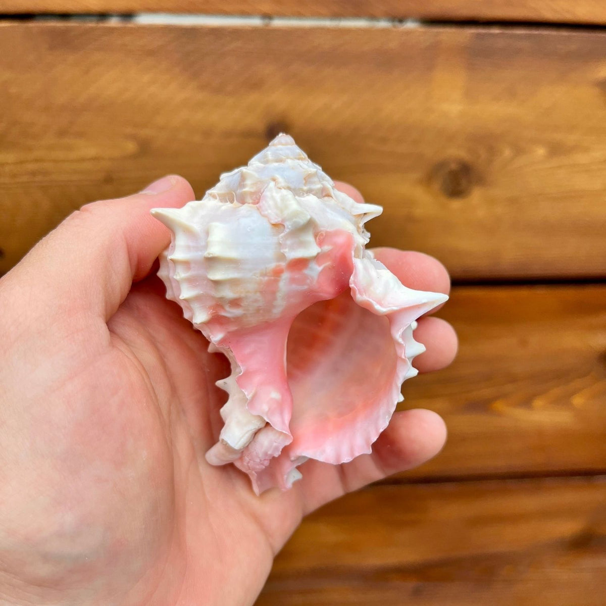 Hand holding a pink and white seashell against a wooden background