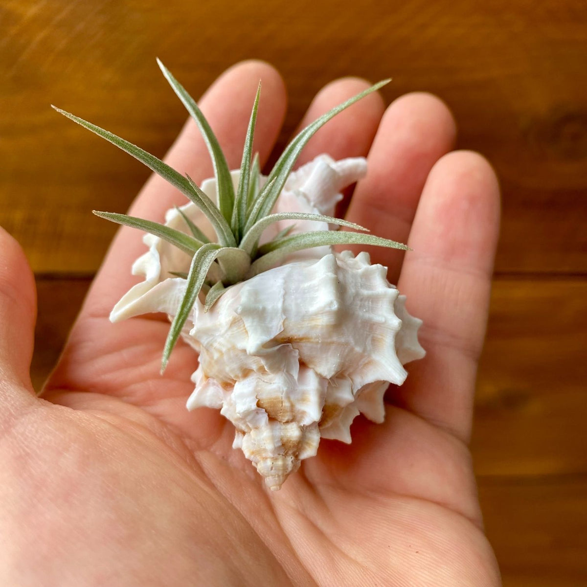 small pink murex shell tillandsia air plant display coastal decor