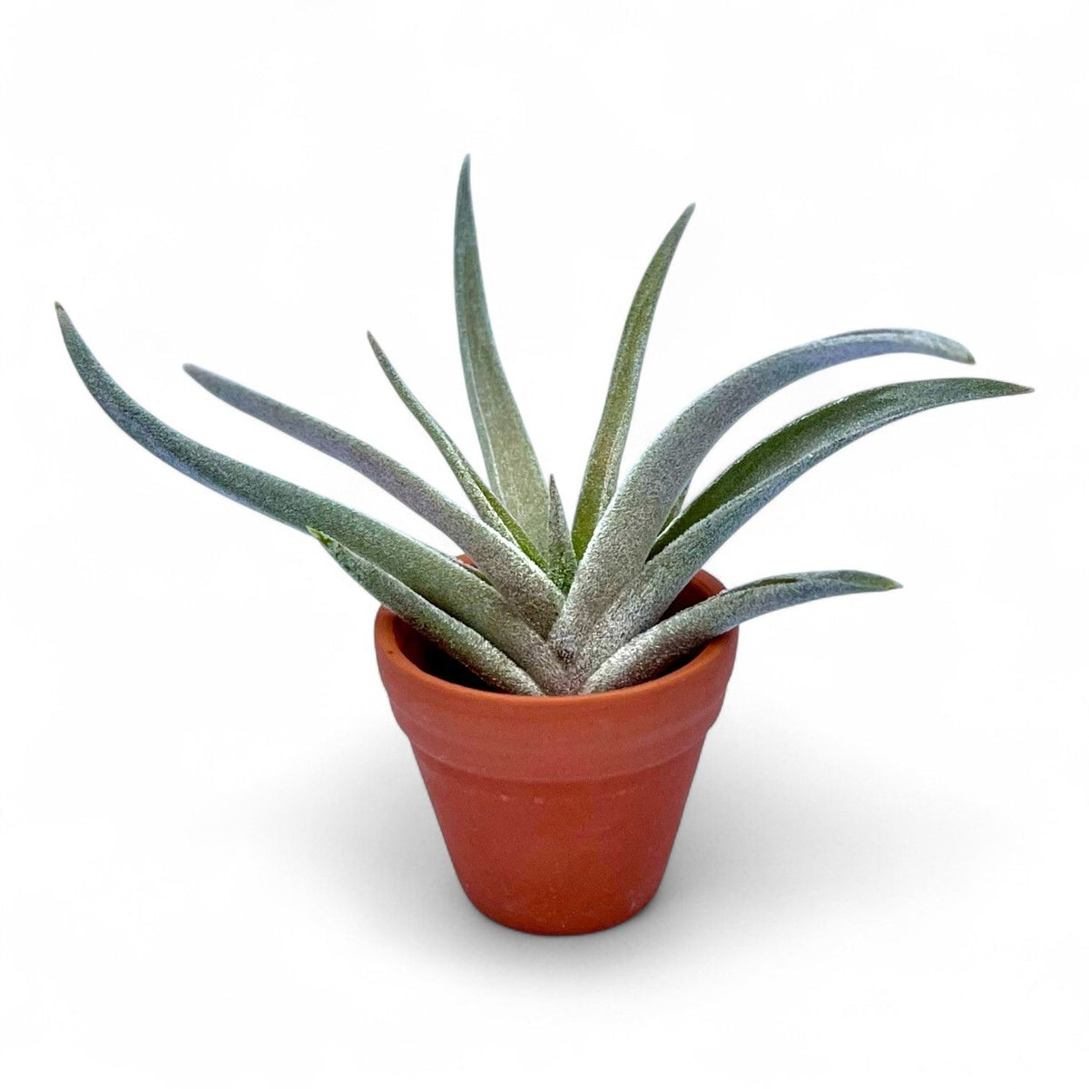 Mini Terracotta pot air plant display