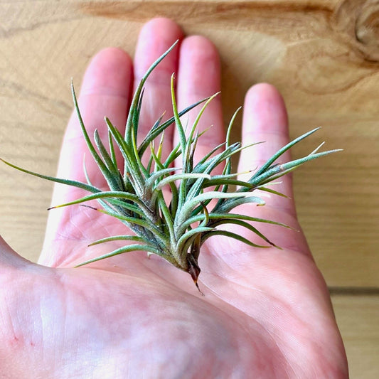 Small air plant held in a hand with a wooden background