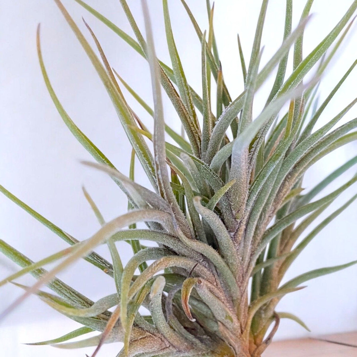 Close-up of a tillandsia plant with a white background