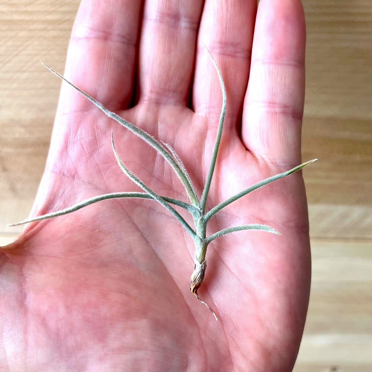Small plant held in a hand with a wooden surface background