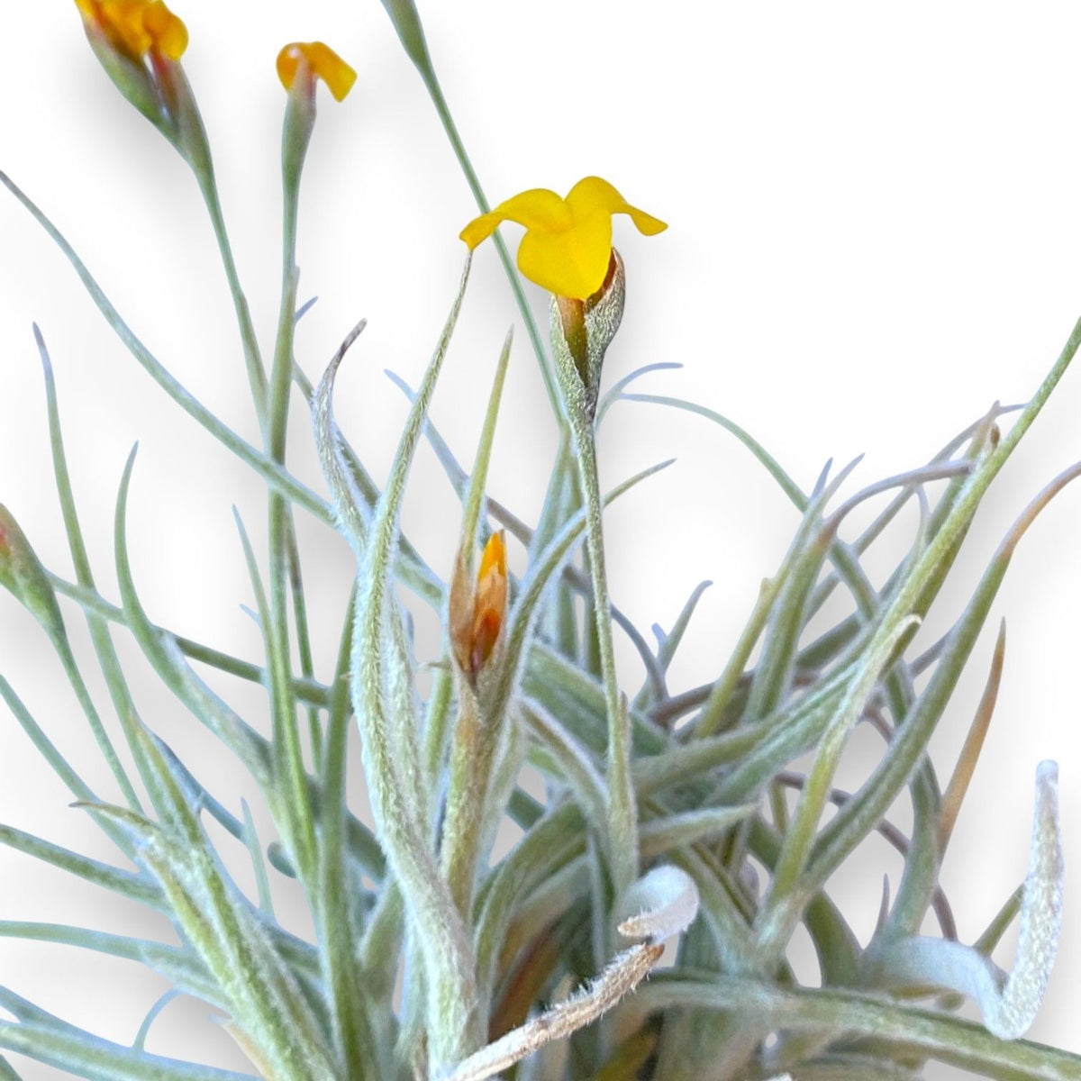 Tillandsia plant with yellow flowers on a white background