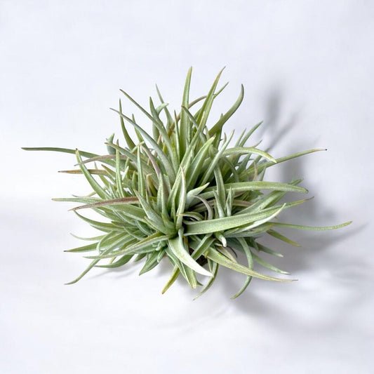 Green air plant on a white background