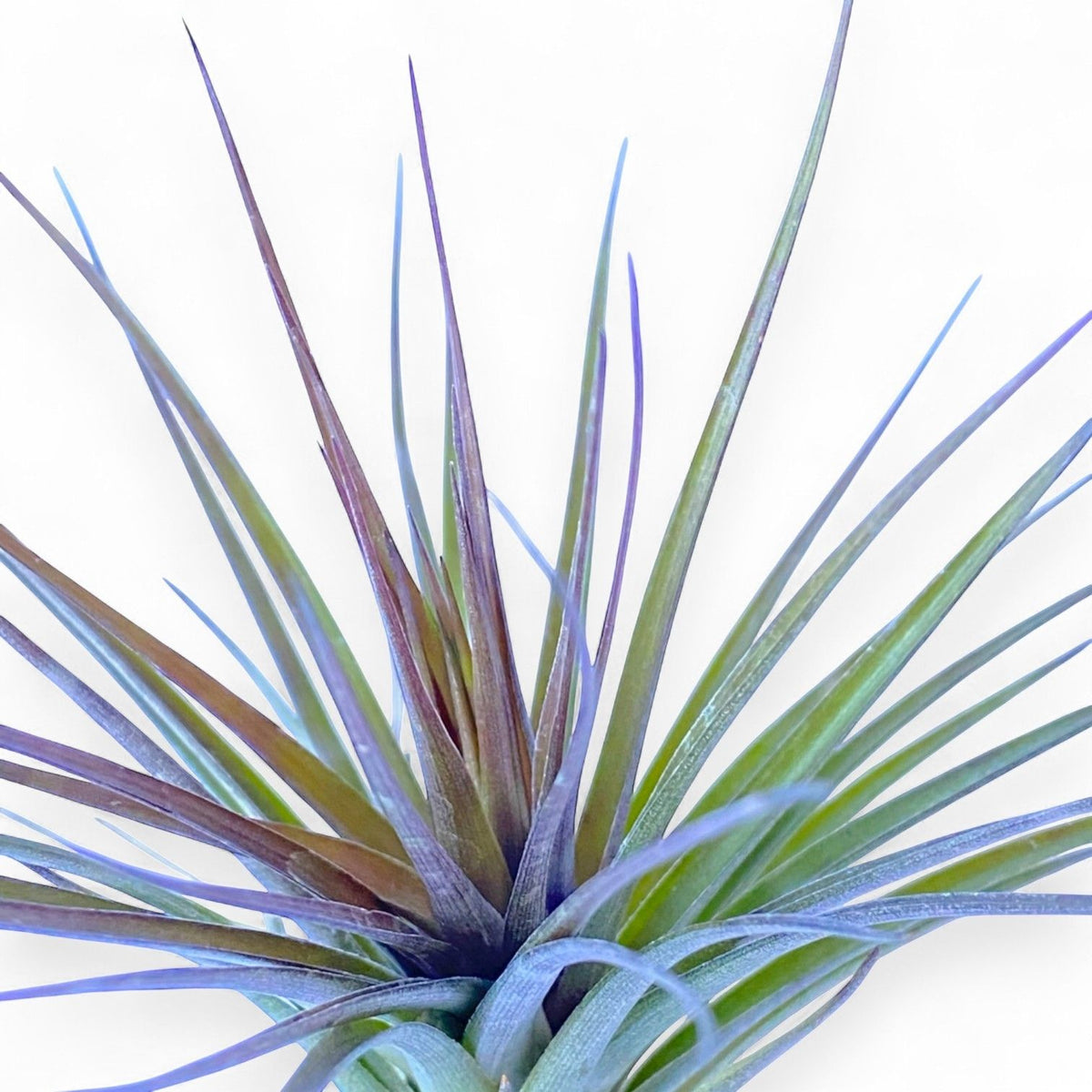 Close-up of a Tillandsia plant with purple and green leaves on a white background