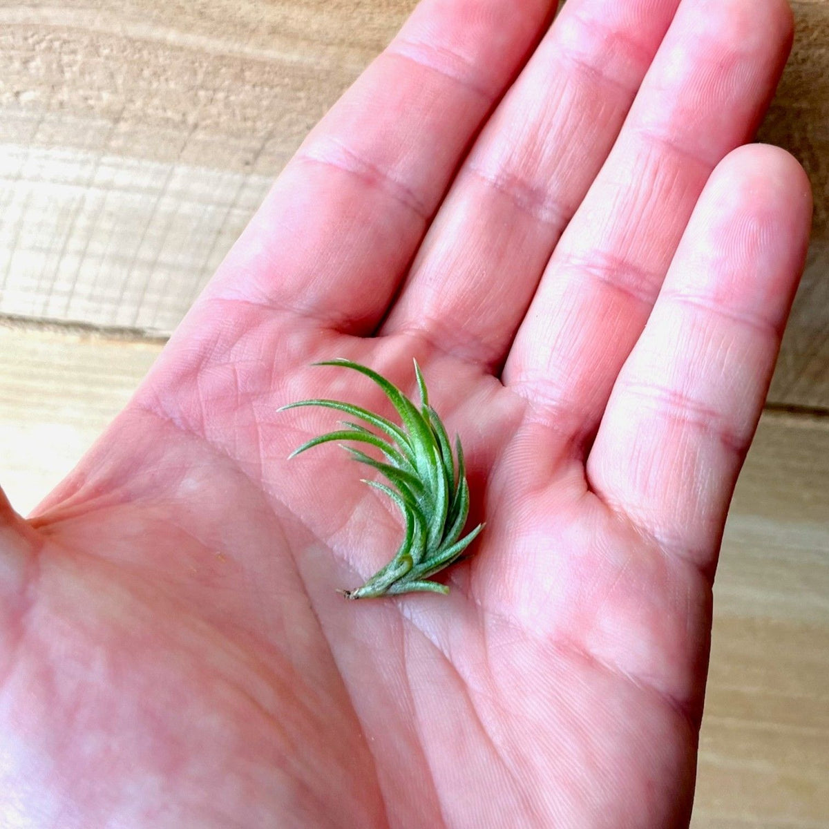 Small green air plant held in an open hand on a wooden surface