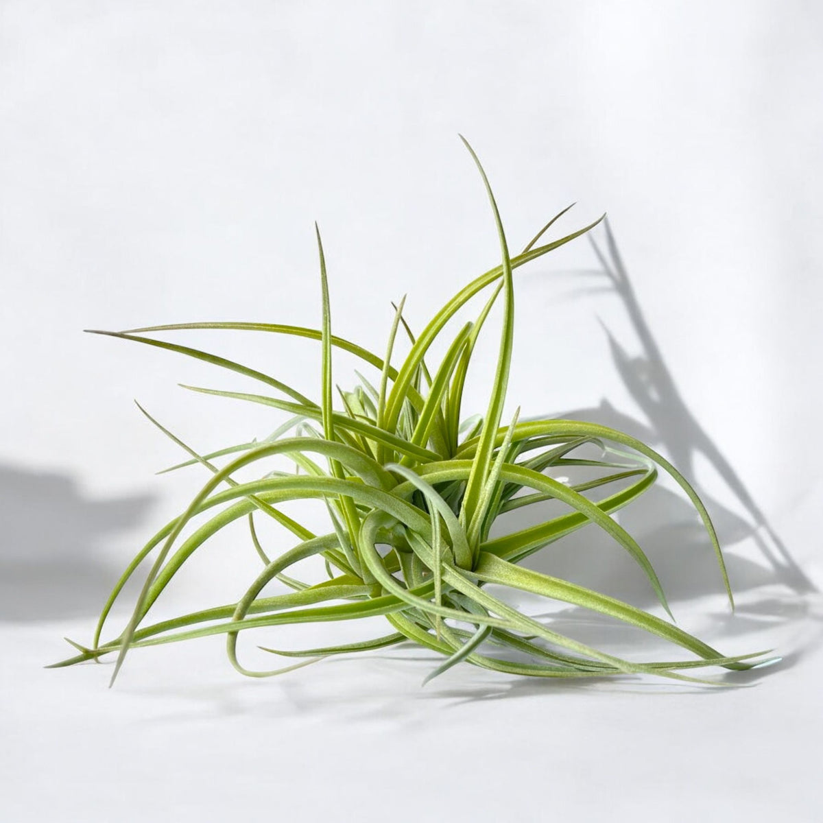 A clump of Tillandsia Peru 'Inca Gold' air plant with narrow, silvery-yellow leaves on a white background.