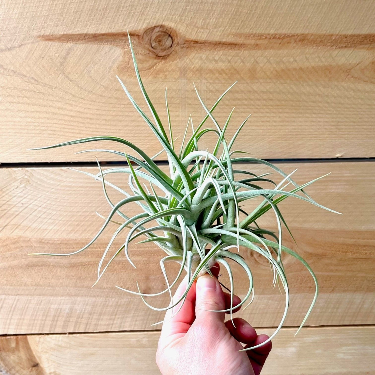 Hand holding a tillandsia plant against a wooden background