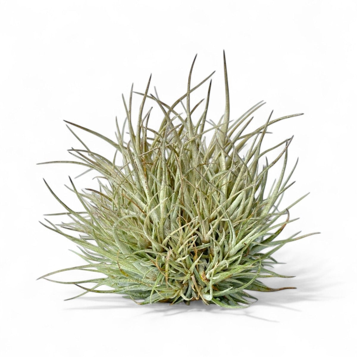 Air plant with thin, needle-like leaves on a white background