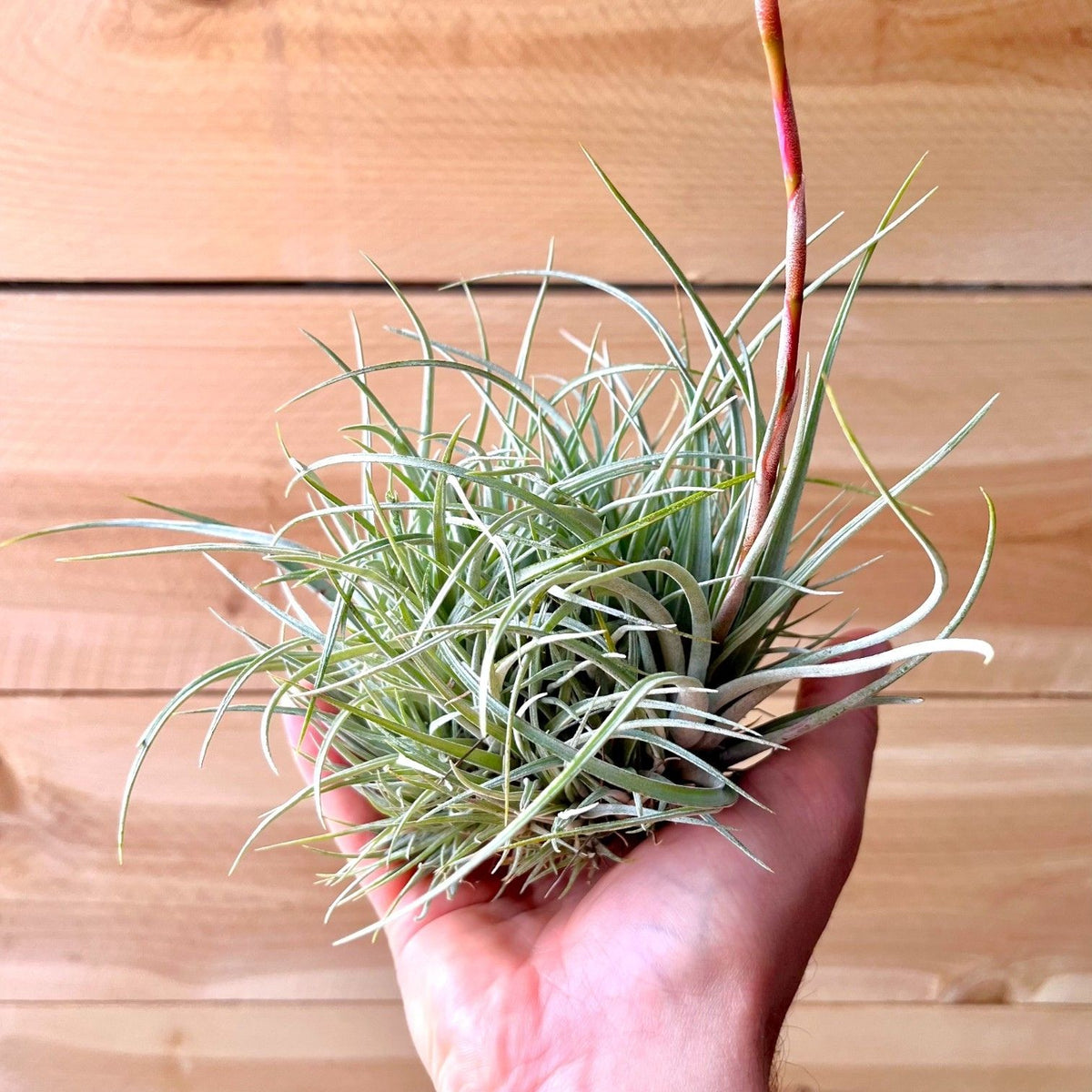 Hand holding a small air plant against a wooden background
