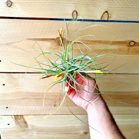 Hand holding a small plant against a wooden background