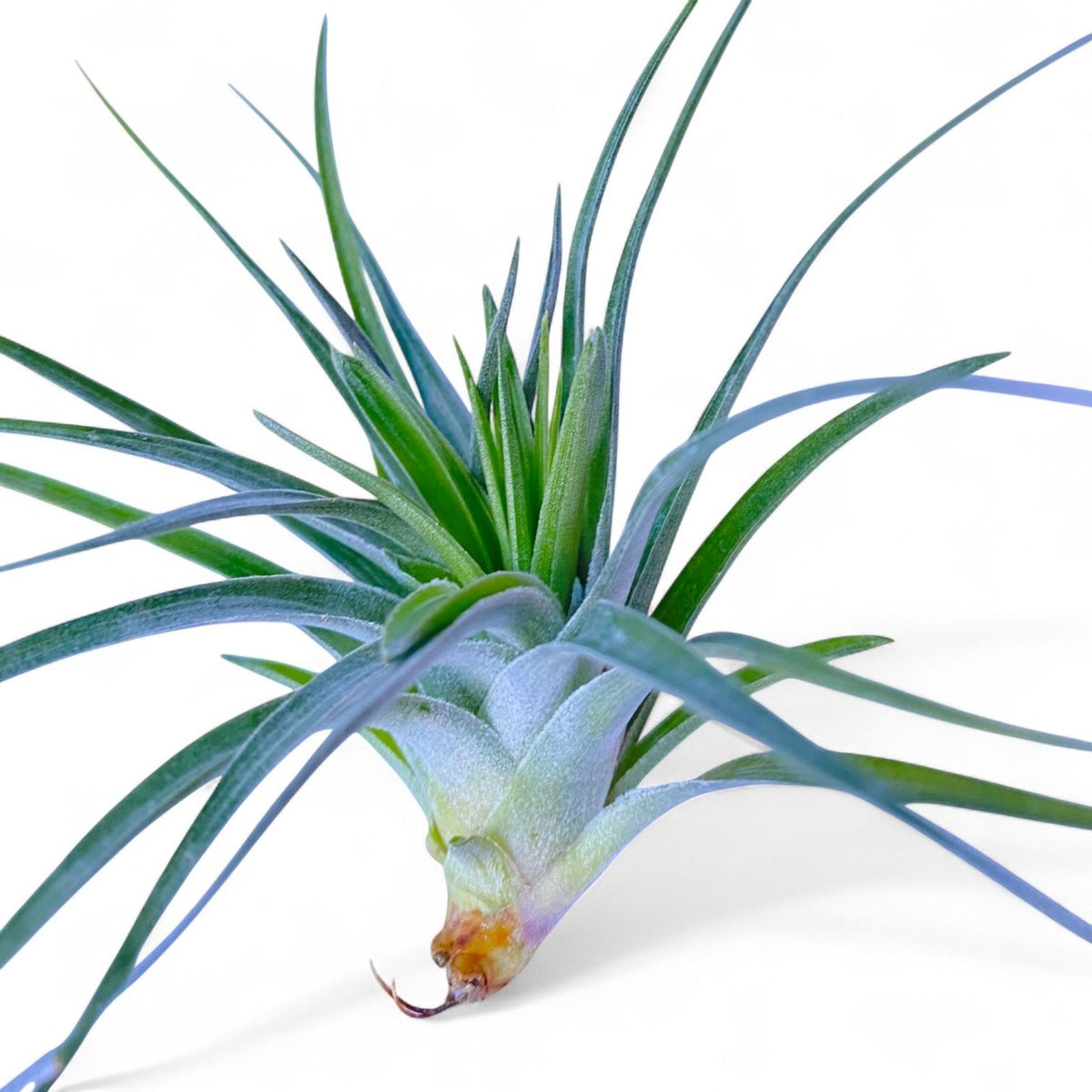 Air plant with long green leaves on a white background