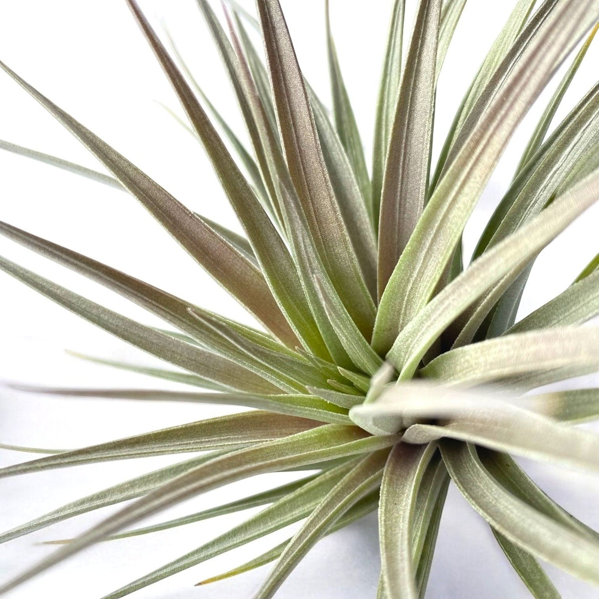Close-up of a Tillandsia plant with long, narrow leaves on a white background