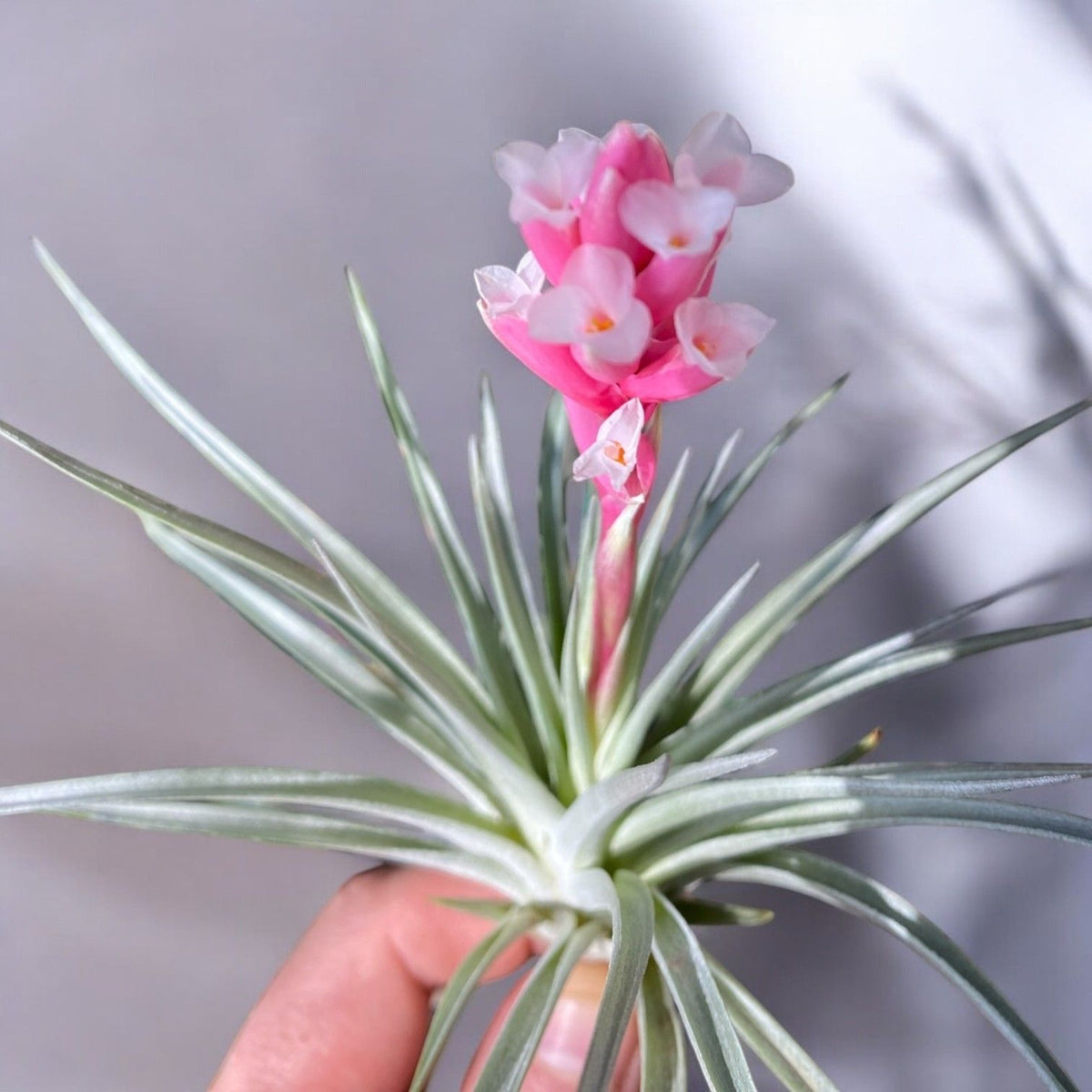 Tillandsia plant with pink and white flowers held by a hand against a neutral background