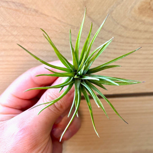 Hand holding a small green plant against a wooden background