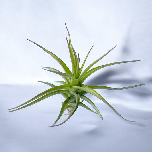 tillandsia bergeri air plant