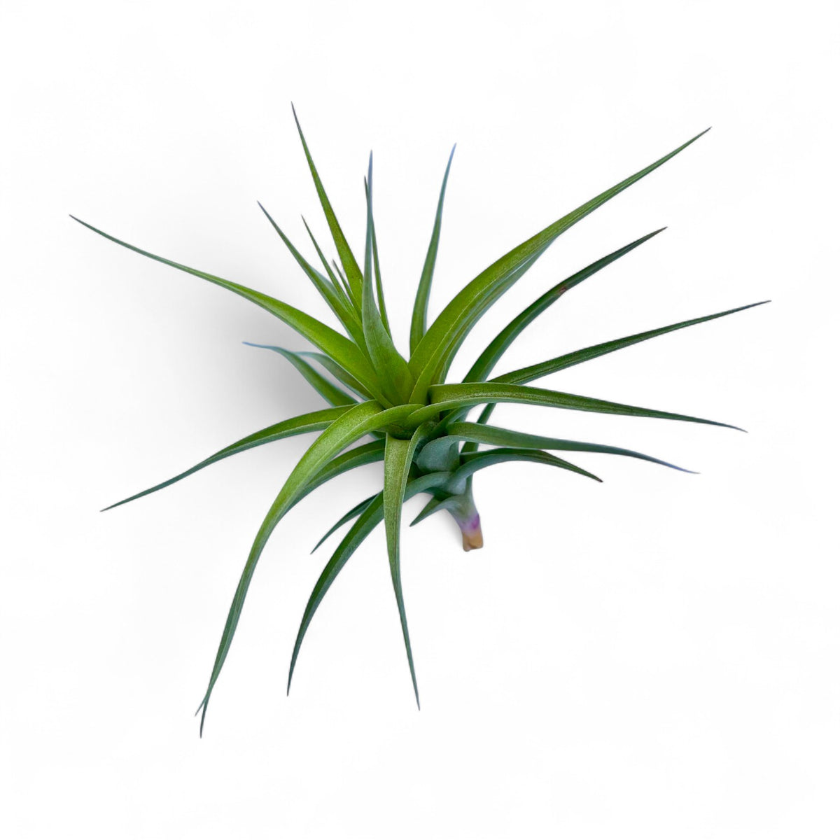Green air plant on a white background