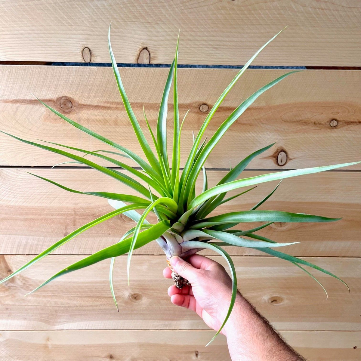 Hand holding a green air plant against a wooden background