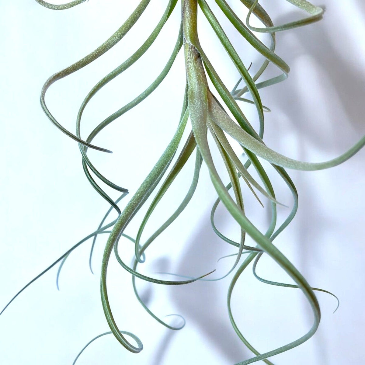 Tillandsia air plant with long, arching leaves on a light background